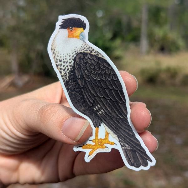Crested Caracara Vinyl Sticker