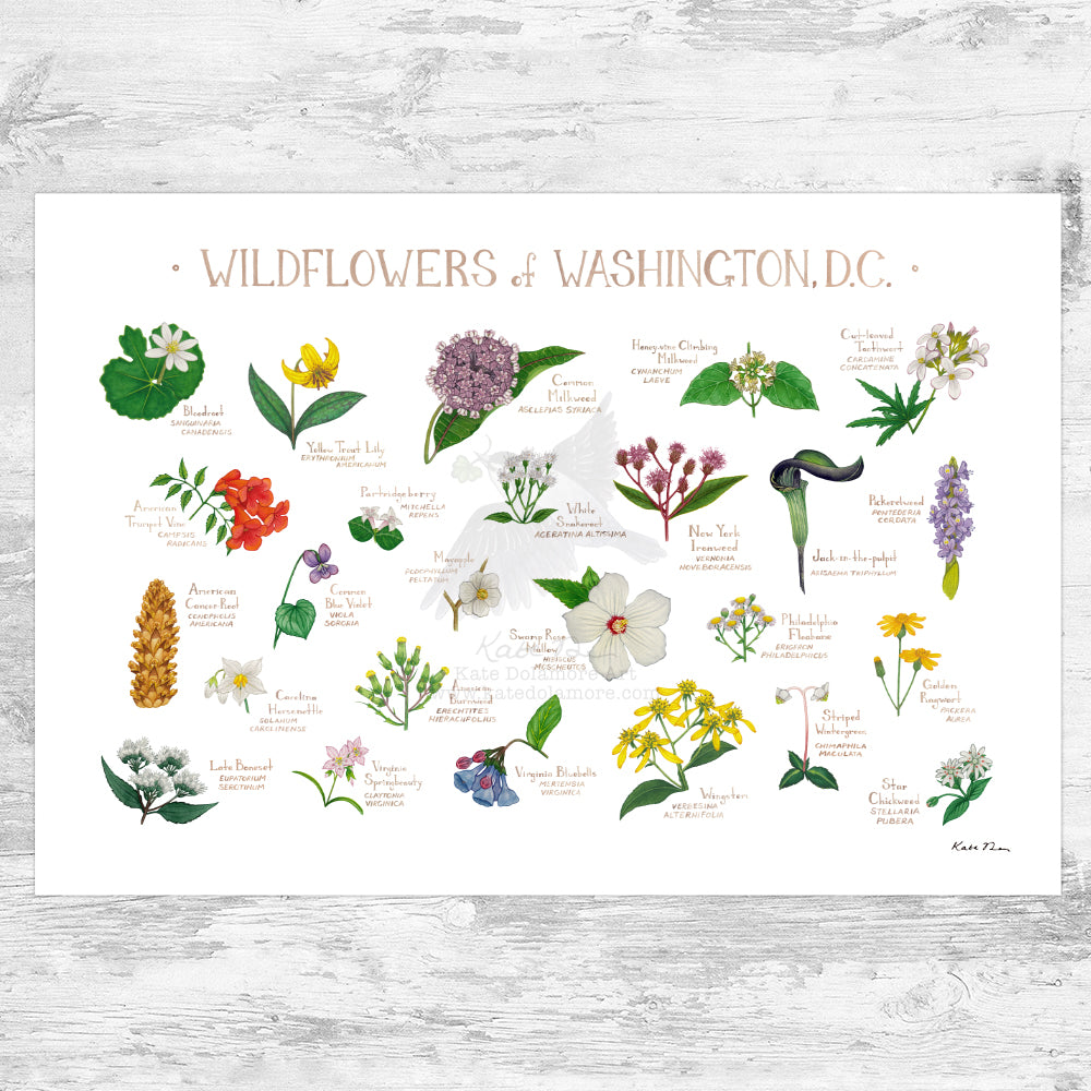 Washington, D.C. Wildflowers Field Guide Art Print
