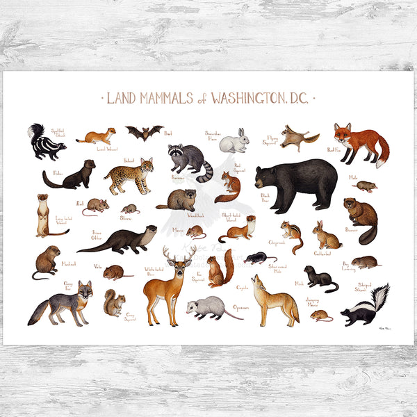 Washington, D.C. Land Mammals Field Guide Art Print