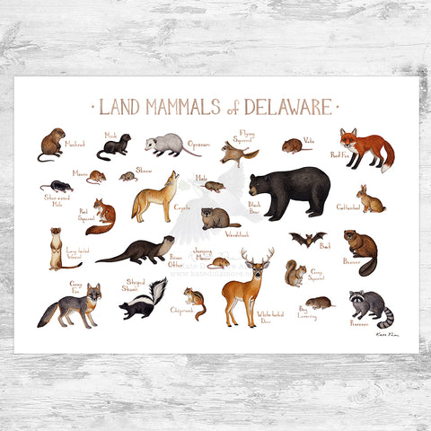 Delaware Land Mammals Field Guide Art Print