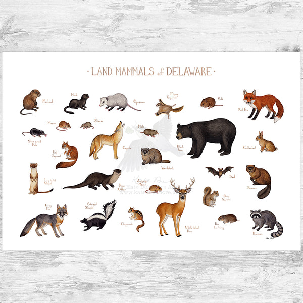Delaware Land Mammals Field Guide Art Print