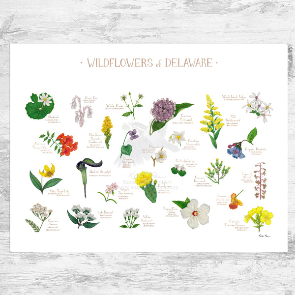 Delaware Wildflowers Field Guide Art Print