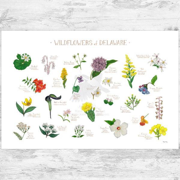 Delaware Wildflowers Field Guide Art Print