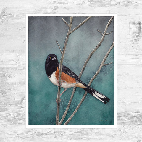 Eastern Towhee Art Print