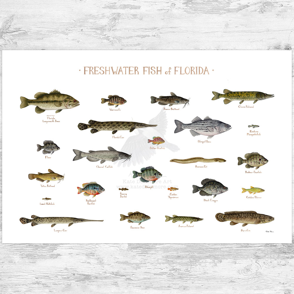 Fish Names Rate Names Of Freshwater Fish
