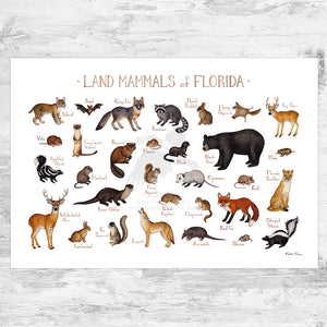 Florida Land Mammals Field Guide Art Print