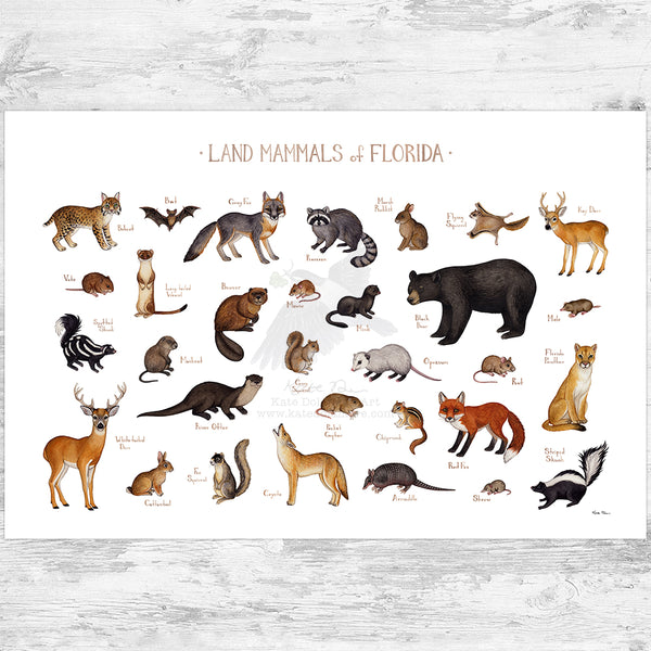 Florida Land Mammals Field Guide Art Print