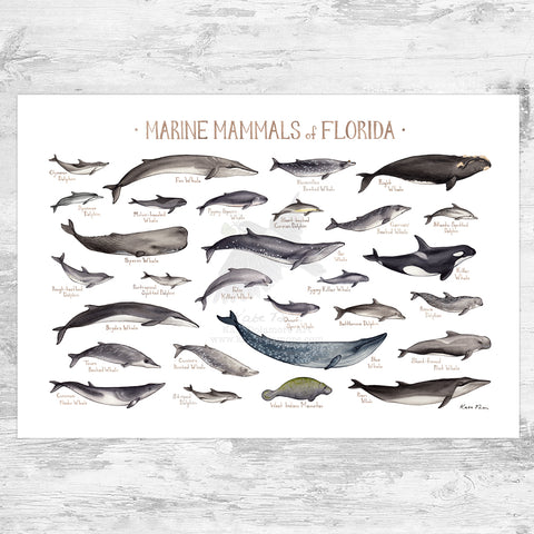 Florida Marine Mammals Field Guide Art Print