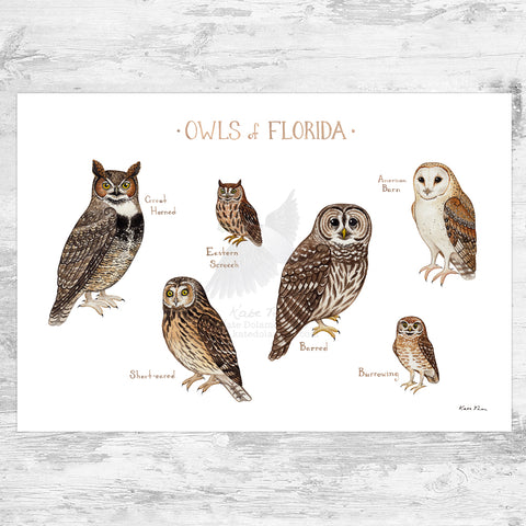 Florida Owls Field Guide Art Print