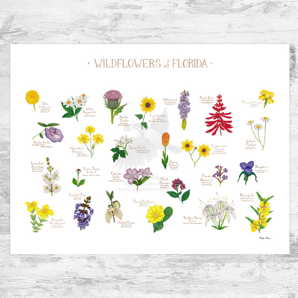 Florida Wildflowers Field Guide Art Print