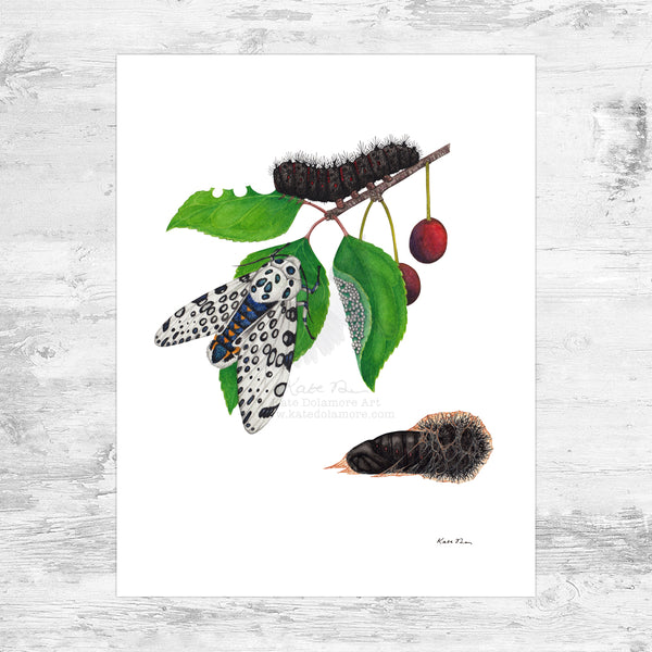 Giant Leopard Moth Art Print