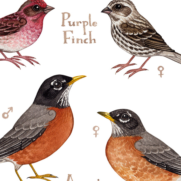 Georgia Backyard Birds Field Guide Art Print
