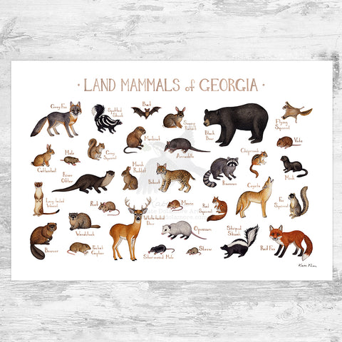 Georgia Land Mammals Field Guide Art Print