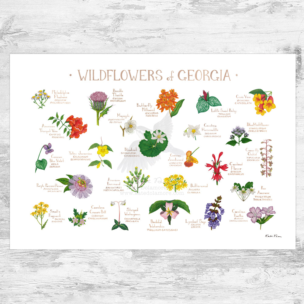 native wildflower seeds georgia Georgia Wildflowers Field Guide Art Print – Kate Dolamore Art