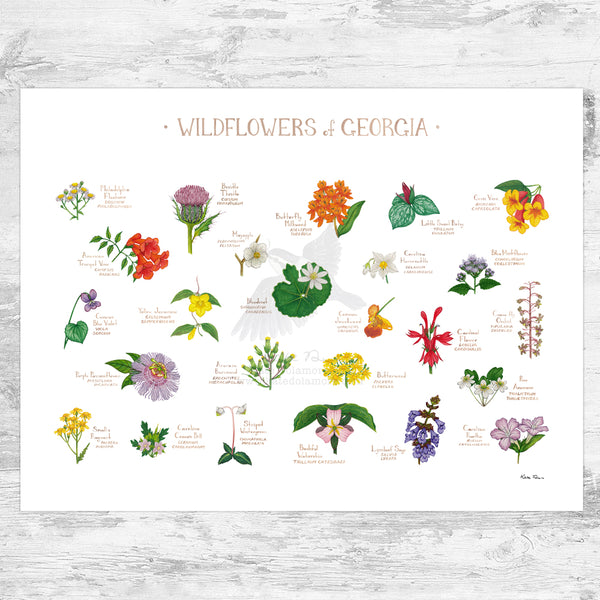 Georgia Wildflowers Field Guide Art Print – Kate Dolamore Art