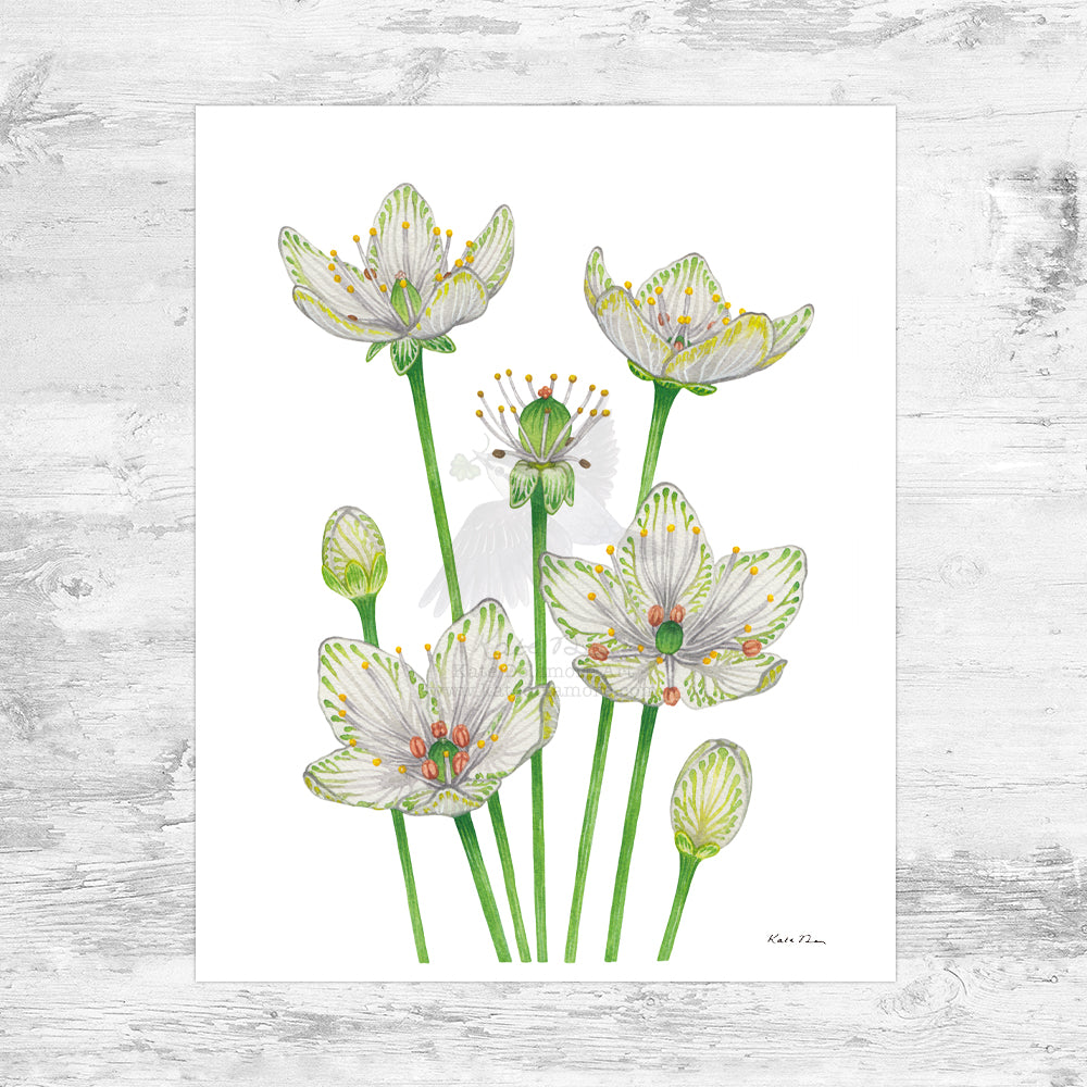 Bigleaf Grass-of-Parnassus Art Print