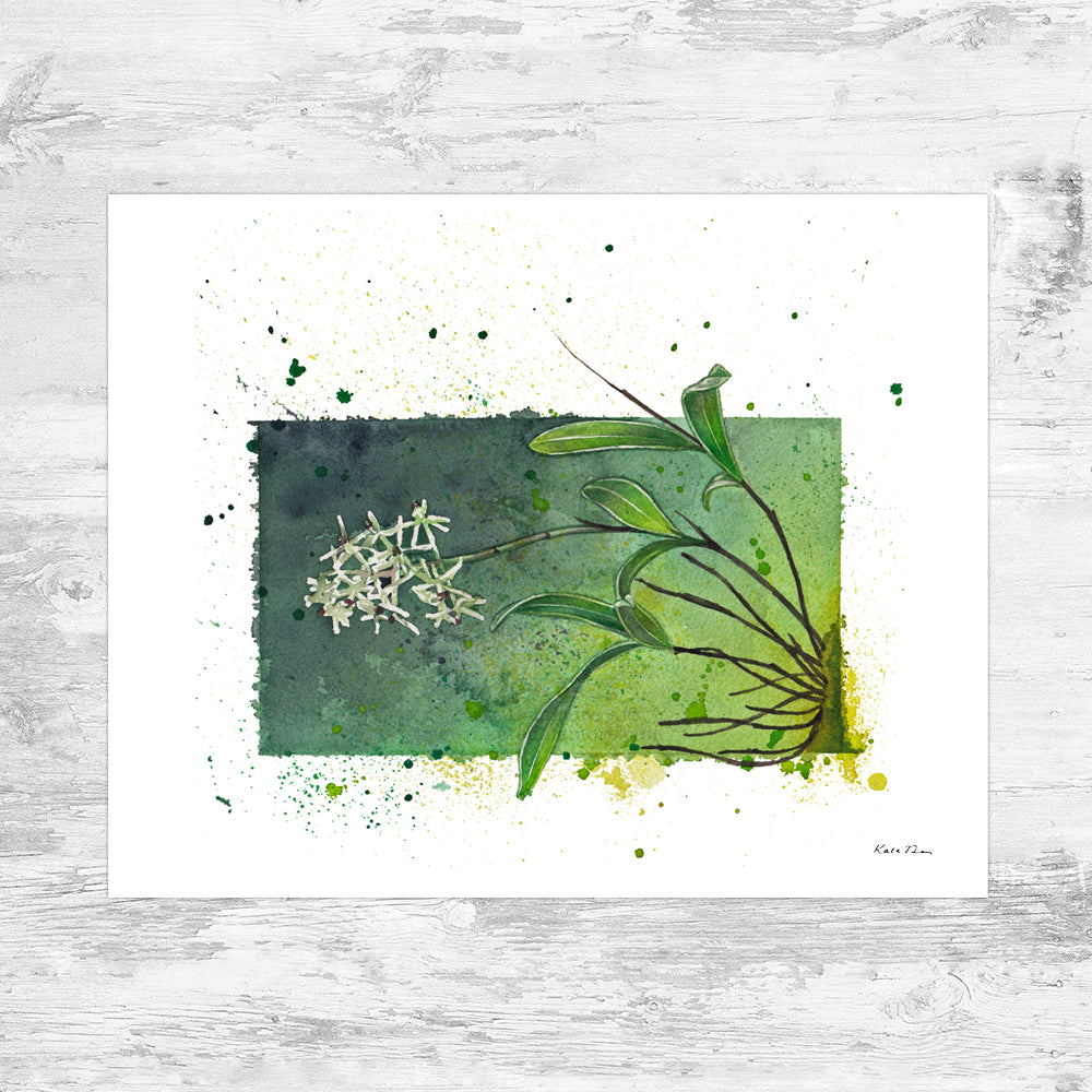 Green Fly Orchid Art Print