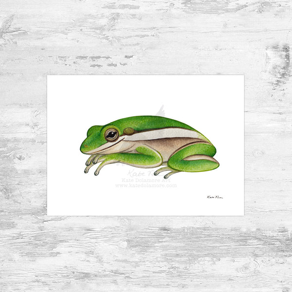 Green Tree Frog Art Print