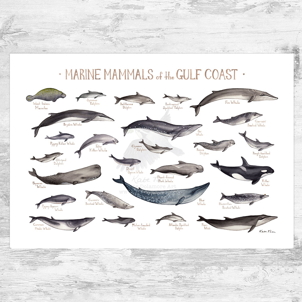 noget beskytte chokolade Gulf Coast Marine Mammals Field Guide Art Print – Kate Dolamore Art