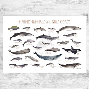 Gulf Coast Marine Mammals Field Guide Art Print