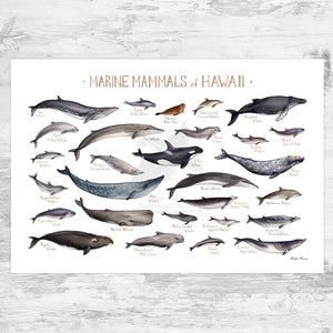 Hawaii Marine Mammals Field Guide Art Print