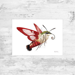 Hummingbird Clearwing Moth Art Print