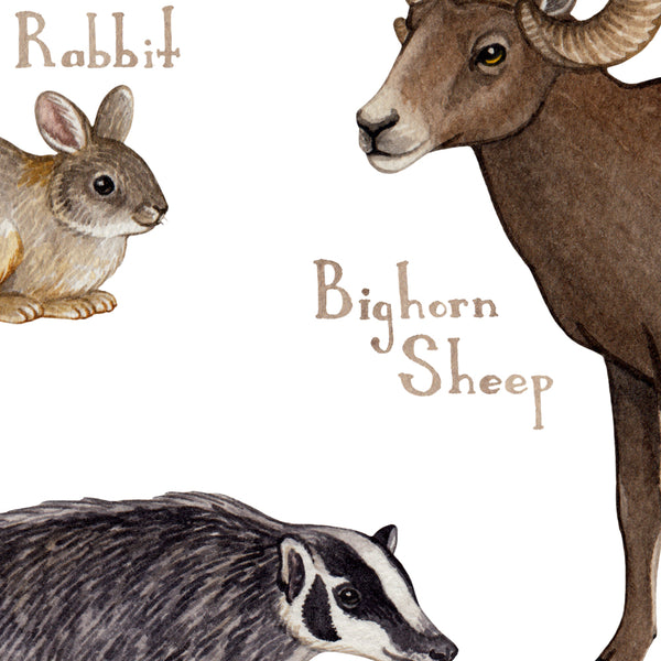 Idaho Mammals Field Guide Art Print