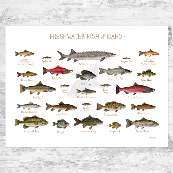Idaho Freshwater Fish Field Guide Art Print