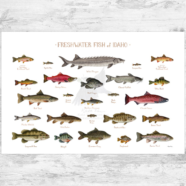 Idaho Freshwater Fish Field Guide Art Print