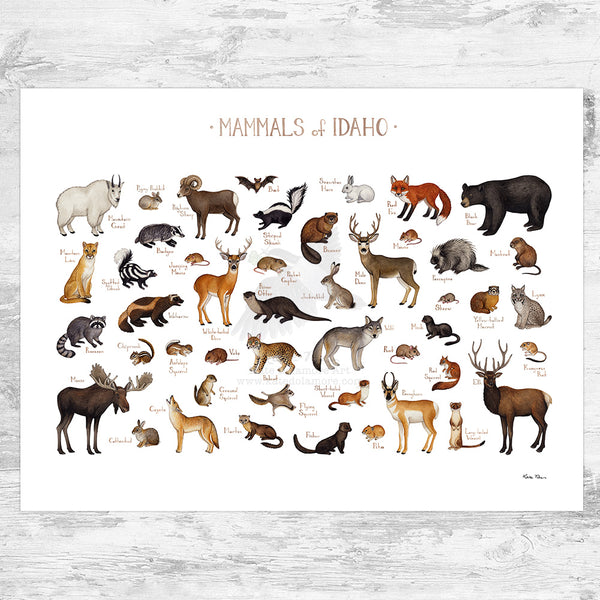 Idaho Mammals Field Guide Art Print