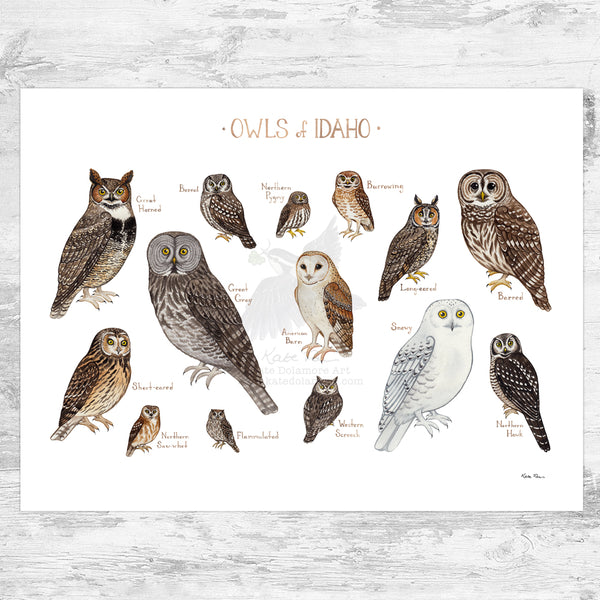 Idaho Owls Field Guide Art Print