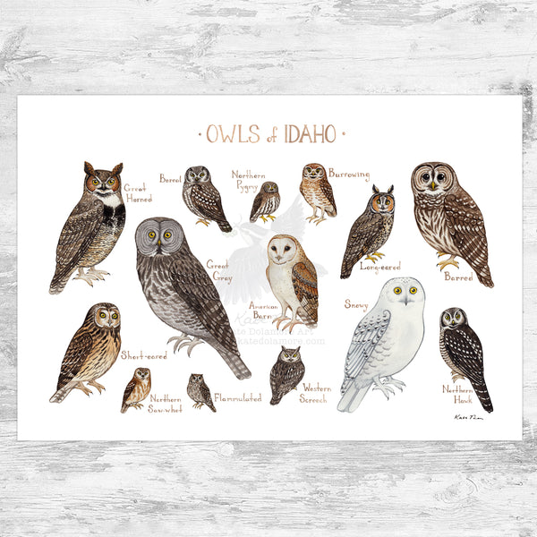 Idaho Owls Field Guide Art Print