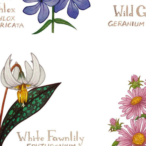 Illinois Wildflowers Field Guide Art Print