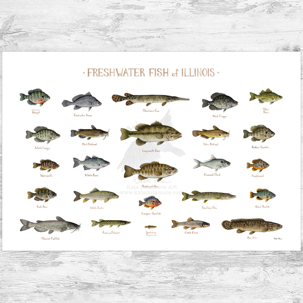 Illinois Freshwater Fish Field Guide Art Print