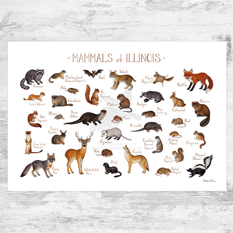 Illinois Mammals Field Guide Art Print