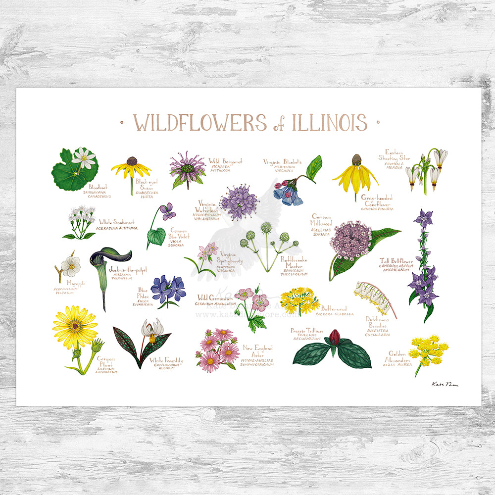 Illinois Wildflowers Field Guide Art Print