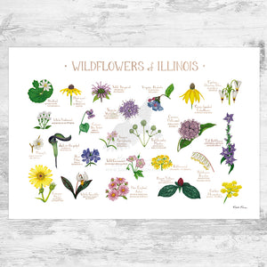 Illinois Wildflowers Field Guide Art Print