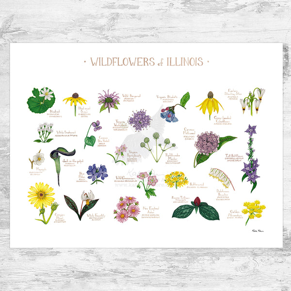 Illinois Wildflowers Field Guide Art Print