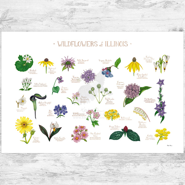 Illinois Wildflowers Field Guide Art Print