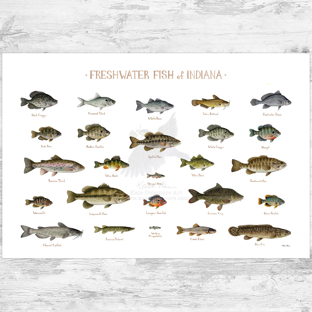 THE ART OF FRESHWATER FISHING