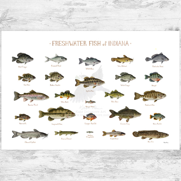 Indiana Freshwater Fish Field Guide Art Print