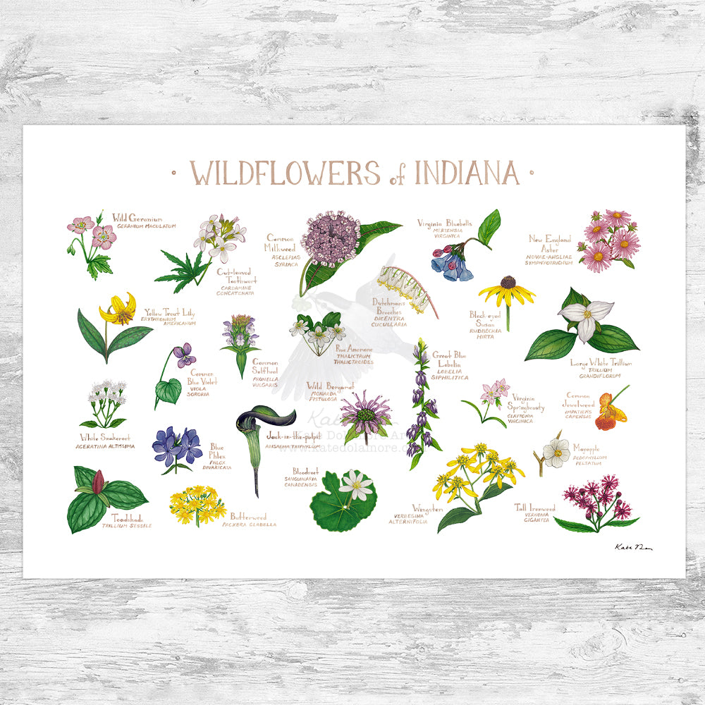 indiana native wildflower seeds Indiana Wildflowers Field Guide Art Print – Kate Dolamore Art