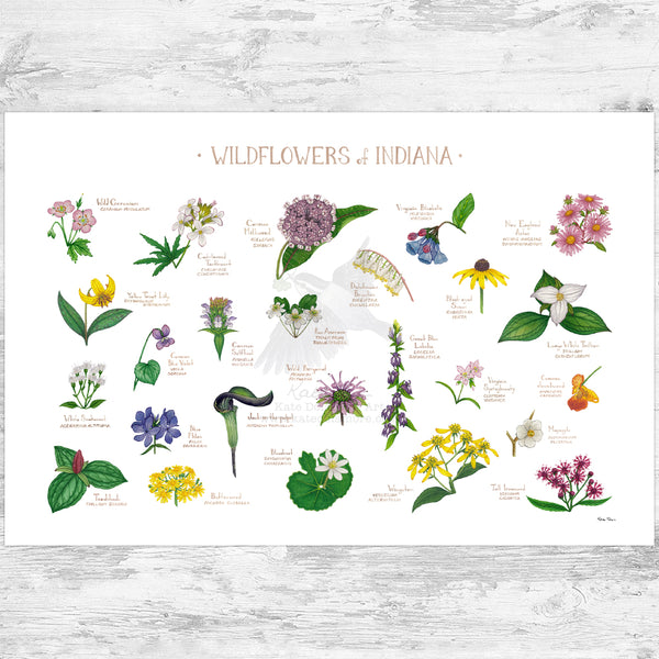 Indiana Wildflowers Field Guide Art Print