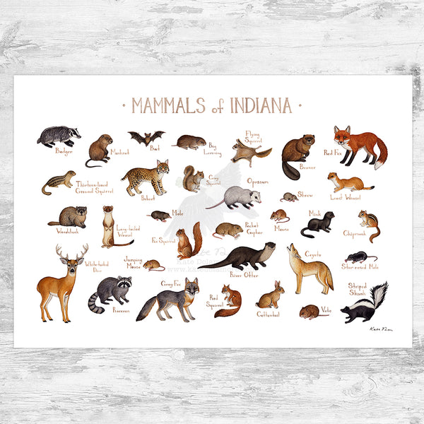 Indiana Mammals Field Guide Art Print
