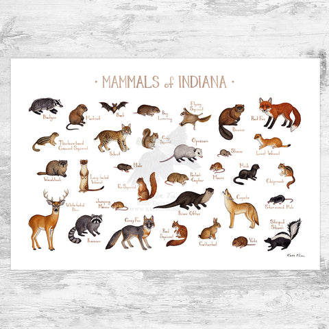 Indiana Mammals Field Guide Art Print