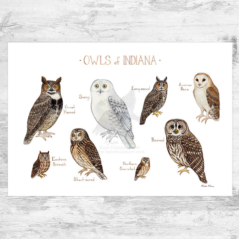 Indiana Owls Field Guide Art Print