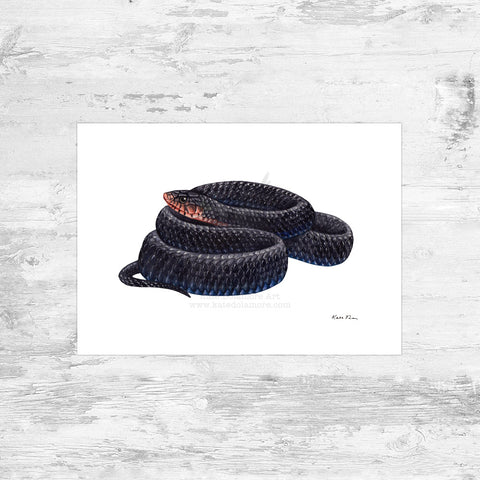 Eastern Indigo Snake Art Print