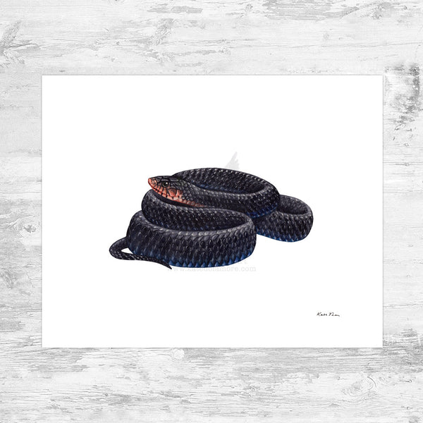 Eastern Indigo Snake Art Print