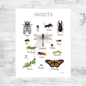 Insects Field Guide Art Print