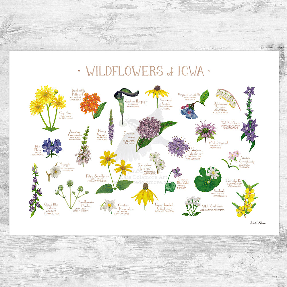 iowa native wildflower seeds Iowa Wildflowers Field Guide Art Print – Kate Dolamore Art
